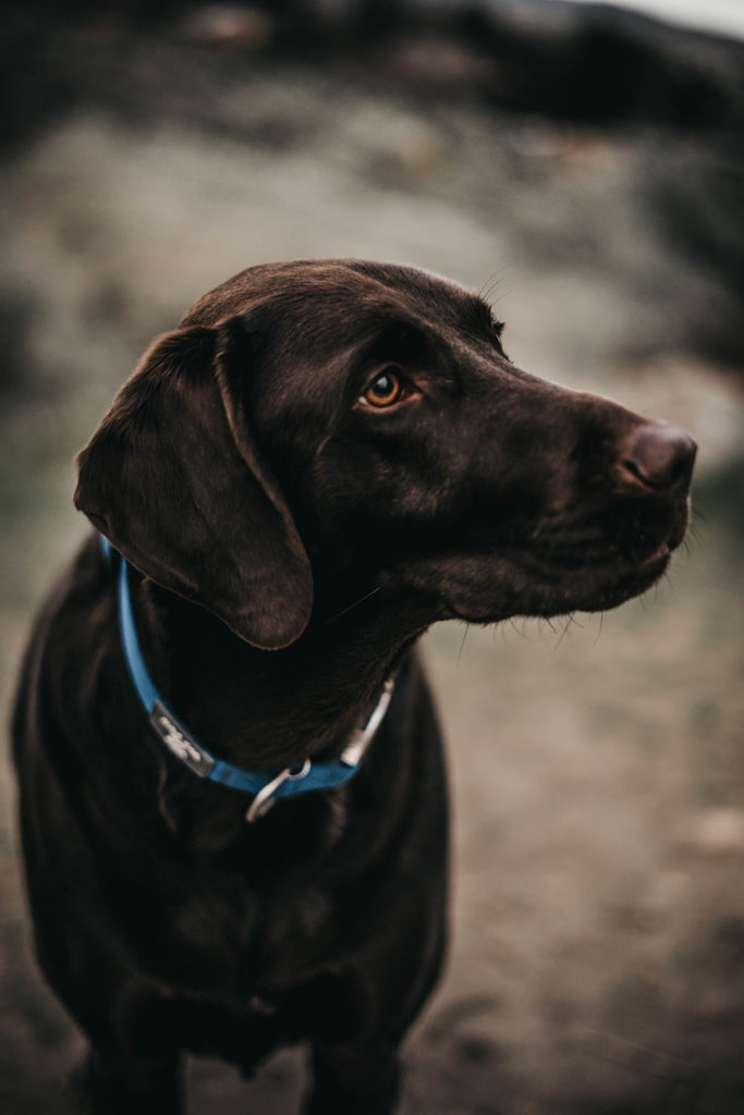 photo of the couple's chocolate lab dog during their engagement session