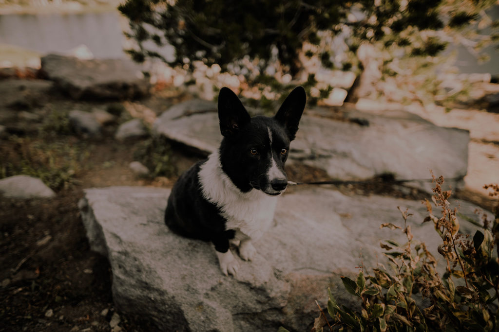 Corgi sits patiently waiting for his owners to finish their Blue Lake engagement session